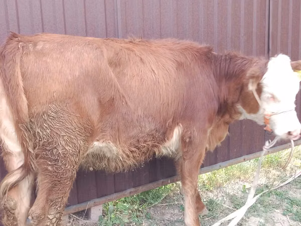 Kuh, Swiss cattle