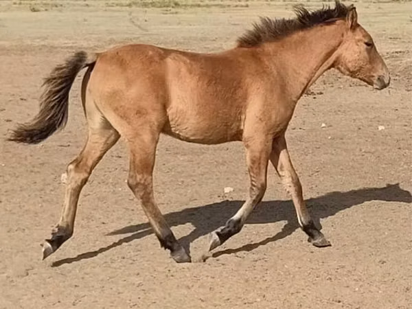 Hengst, Bashkir horse