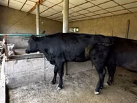 母牛, Cattle — 照片 3