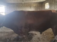 Rinder (Partie, Geschlecht nicht angegeben), Red Estonian cattle — Foto 2