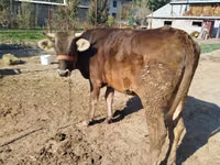 Vaca, Swiss cattle — foto 3