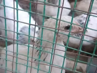 Chickens — Foto 1