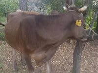 गाय, Swiss cattle — फ़ोटो 2
