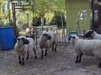 Қошқар, Shroshire sheep — 5-сурет
