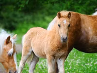 Caballos (lote, sexo no especificado), Shetland Pony — foto 2