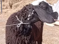 Carnero, Edilbay sheep — foto 5