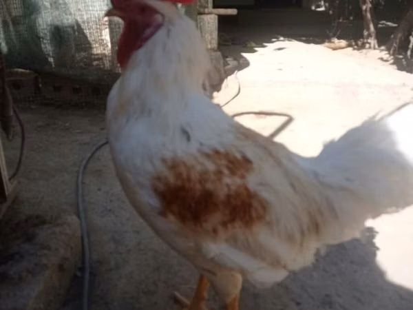 Chickens — Kirgisistan