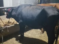Kuh, Rinder — Foto 4