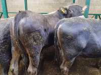 公牛, Swiss cattle — 照片 2