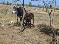 Kuh, Holstein-Rasse — Foto 2