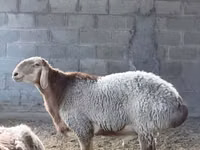 كبش, Arashan sheep — الصورة 2