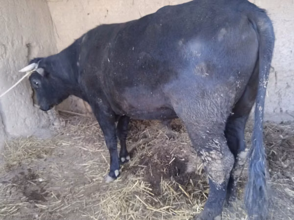 Bulle, Aberdeen-Angus — Usbekistan