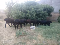 Carnero, Ovejas — foto 3