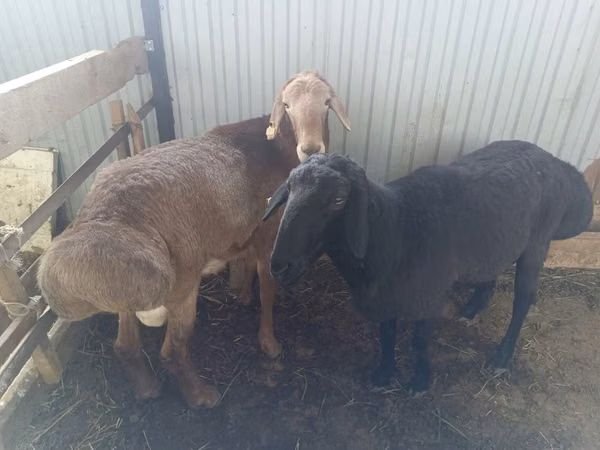Қошқар, Arashan sheep