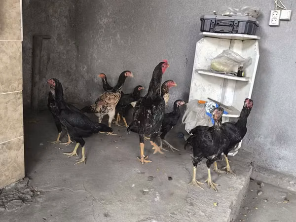 Chickens