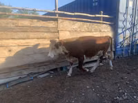 ثور, Simmental cattle — الصورة 4