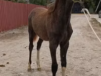 Caballo, Orlov Trotter — foto 4
