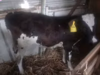 गाय, गोलस्टीन नस्ल — फ़ोटो 2