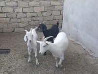 Ziegen (Partie, Geschlecht nicht angegeben), Ziegen — Foto 5