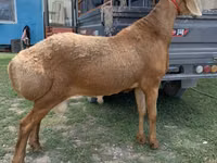 Carnero, Arashan sheep — foto 3