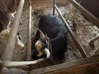 ثور, Latvian Blue cattle — الصورة 7