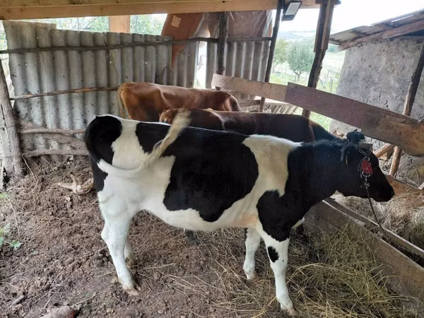 公牛, Russian Black pied cattle