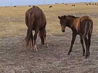 Бие, Horse breed — 2-сурет