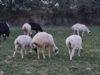كبش, الأغنام — الصورة 2