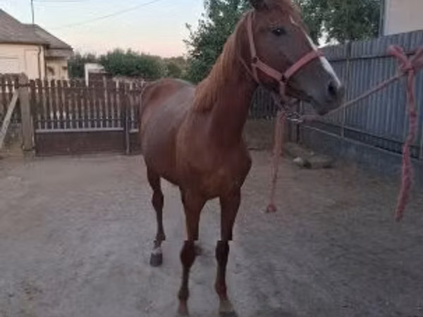 Mare, Kisber felver
