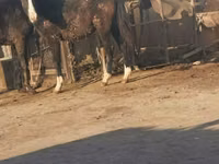 Caballos (lote, sexo no especificado), Caballos — foto 2
