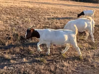Ziege, Boer goat — Foto 3