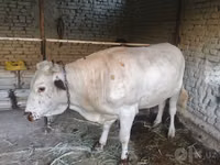 公牛, Cattle — 照片 4