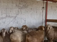 Oveja, Ovejas — foto 1