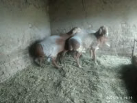 Schaf, Edilbay sheep — Foto 2
