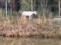 Goat, Saanen goat — photo 8