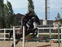 Stute, Friesian sport horse — Foto 1