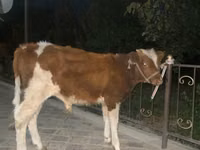 Bulle, Simmental cattle — Foto 1