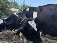 Rinder (Partie, Geschlecht nicht angegeben), Russian Black pied cattle — Foto 1