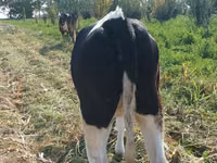 Sigir, Russian Black pied cattle — 3-rasm