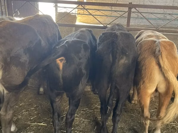 公牛, Cattle — 吉尔吉斯斯坦
