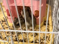 2 eded hamster qefesi ve apilkasi ile birlikde verirem qefes baha — сүрөт 4