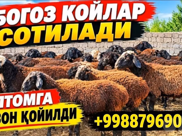 نعجة, الأغنام