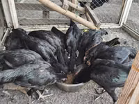 Chickens — Foto 6