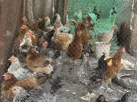 Chickens — Foto 1