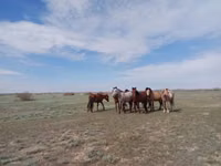 Stute, Kazakh horse — Foto 1