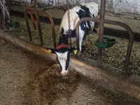 Bulle, Russian Black pied cattle — Foto 1