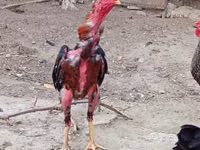 Chickens — الصورة 7