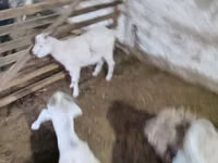 Ziegenbock, Alpine goat — Foto 4