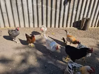 Chickens — الصورة 3