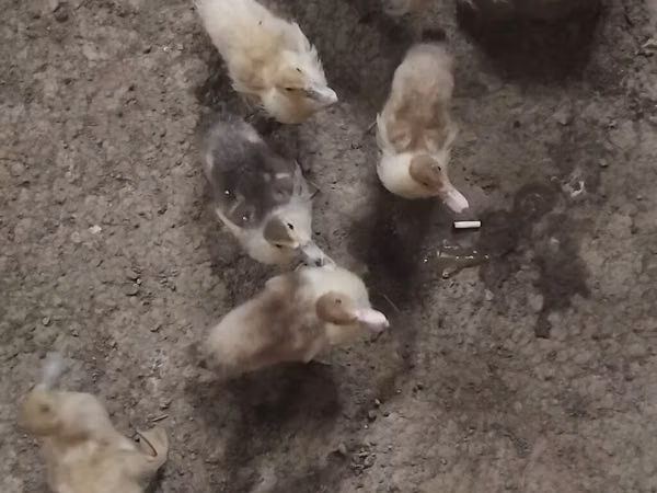 Ducks